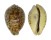 CYPRAEIDAE CYPRAEA TIGRIS shell