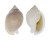 CASSIDAE SEMICASSIS BISULCATA PERSIMILIS shell