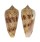 CONIDAE CONUS NEPTUNUS shell