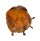 SPONDYLIDAE SPONDYLUS CF. FOLIACEUS shell