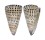 CONIDAE CONUS LITTERATUS shell