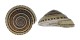 ARCHITECTONICIDAE ARCHITECTONICA PERSPECTIVA shell