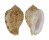 HARPIDAE MORUM AMABILE shell