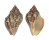 MURICIDAE THAIS FLORIDANA shell