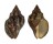 MURICIDAE THAIS FLORIDANA shell