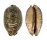 CYPRAEIDAE MAURITIA ARABICA EMPRESSAE shell