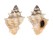 TURBINELLIDAE VASUM CAPITELLUM shell