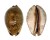 CYPRAEIDAE MAURITIA ARABICA EMPRESSAE shell
