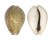 CYPRAEIDAE NARIA TURDUS PARDALINA shell