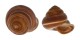 LANDSNAIL PSEUDOBBA MAMILLA shell