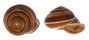 LANDSNAIL PSEUDOBBA MAMILLA shell