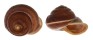 LANDSNAIL PSEUDOBBA MAMILLA shell