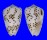 CONIDAE CONUS PULICARIUS shell