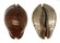 CYPRAEIDAE TRONA STERCORARIA shell