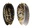 OLIVIDAE OLIVA BULBOSA FABAGINA shell