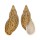 LANDSNAIL PLACOSTYLUS HARGRAVESI shell