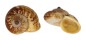 LANDSNAIL CYCLOPHORUS SIAMENSIS shell