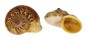 LANDSNAIL CYCLOPHORUS SIAMENSIS shell