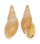 LANDSNAIL PLACOSTYLUS STRANGEI shell