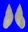 LANDSNAIL PLACOSTYLUS SELLERSI shell