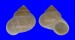 LANDSNAIL GEORGIA POIRIERI shell