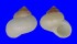 LANDSNAIL GEORGIA POIRIERI shell