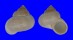 LANDSNAIL GEORGIA POIRIERI shell