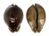 CYPRAEIDAE TRONA STERCORARIA shell