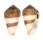 CONIDAE CONUS MERCATOR shell