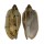 VOLUTIDAE CYMBIOLA CATHCARTIAE shell