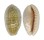 CYPRAEIDAE CYPRAEA CHINENSIS CHINENSIS shell