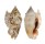 STROMBIDAE STROMBUS AURISDIANAE shell