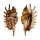 STROMBIDAE LAMBIS MILLEPEDA shell