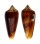 CONIDAE CONUS TMETUS shell