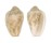 MARGINELLIDAE MARGINELLA BAIRSTOWI shell