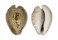 CYPRAEIDAE CYPRAEA TEULEREI shell
