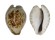 CYPRAEIDAE CYPRAEA TEULEREI shell
