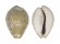 CYPRAEIDAE NARIA TURDUS PARDALINA shell