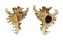 MURICIDAE CHICOREUS RAMOSUS shell