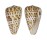 CONIDAE CONUS PULCHER shell