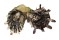 SPONDYLIDAE SPONDYLUS SINENSIS shell