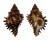 MURICIDAE HEXAPLEX ANGULARIS shell