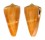 CONIDAE CONUS QUASIDAUCUS shell