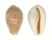 CYPRAEIDAE PALMADUSTA CLANDESTINA CANDIDA shell