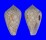 CONIDAE CONUS RETIFER SOLIDUS shell