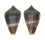 CONIDAE CONUS INFINITUS shell