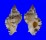 MURICIDAE CHICOMUREX TAGAROAE shell