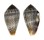 CONIDAE CONUS HYBRIDUS shell
