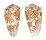 CONIDAE CONUS PENNACEUS shell