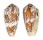 CONIDAE CONUS PENNACEUS shell